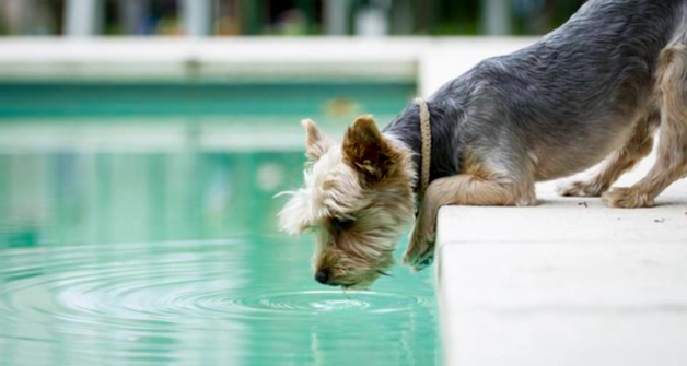 幼犬多飲多尿 幼犬多飲多尿