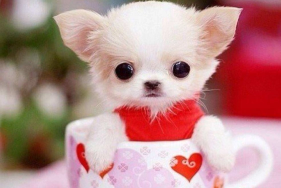 茶杯犬飼養困難