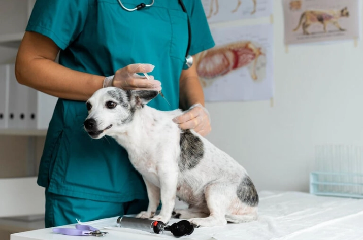 狗狗術後飲食照顧
