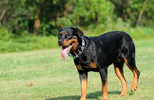 羅威納犬缺點 羅威納犬缺點