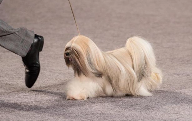 拉薩犬健康照護