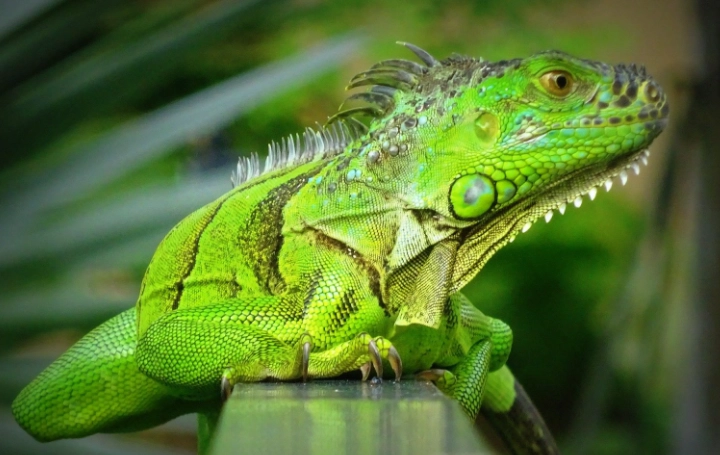 禁止飼養寵物法律