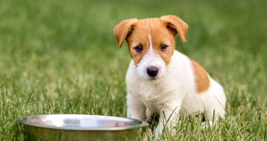 幼犬腹部腫塊 幼犬腹部腫塊
