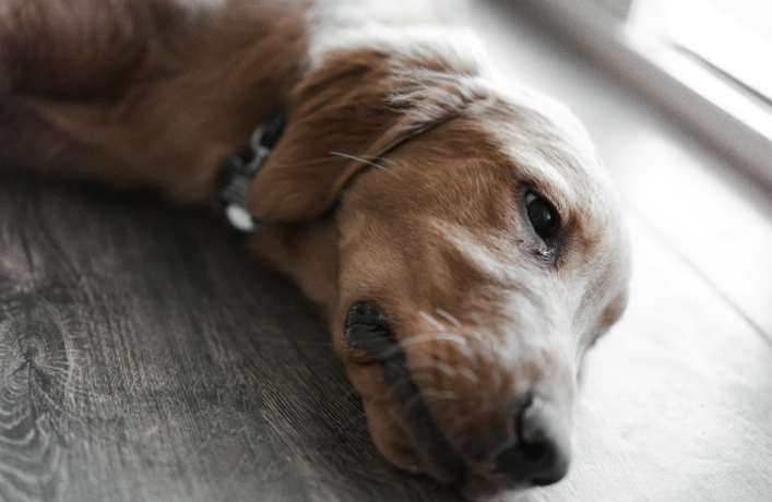 寵物腫瘤破裂處理