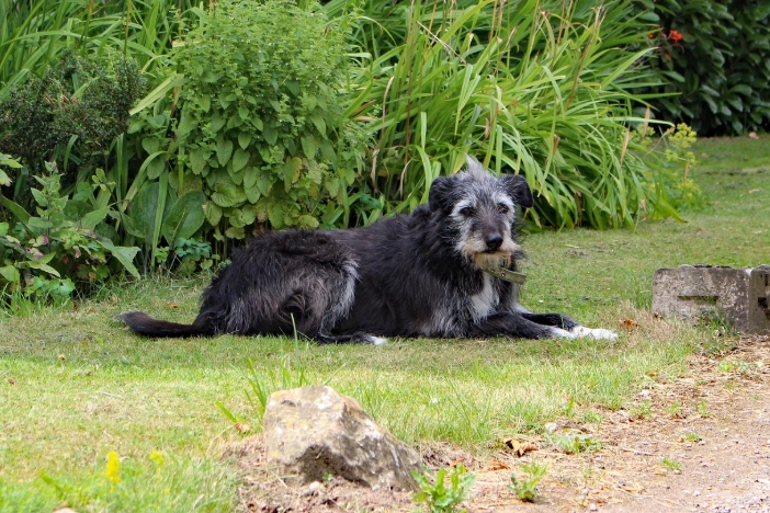 寵物腫瘤非手術治療
