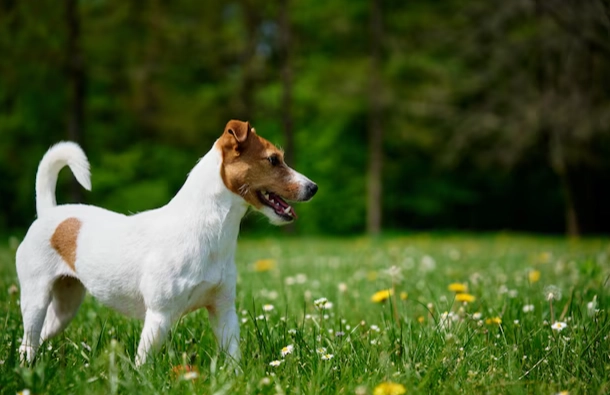 帕森羅素梗性格 帕森羅素梗性格