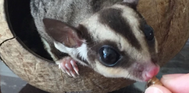 蜜袋鼯幼崽照顧