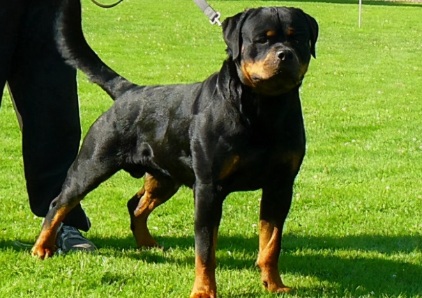 羅威納犬健康缺點 羅威納犬健康缺點