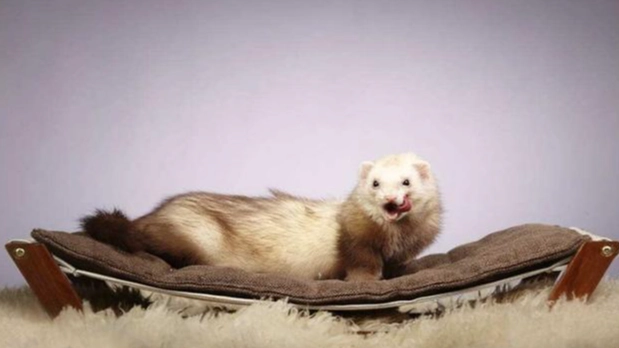 如何延長雪貂壽命 如何延長雪貂壽命