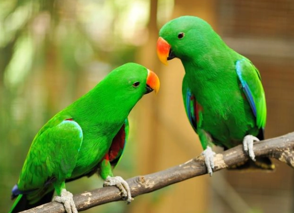 特殊寵物申請流程