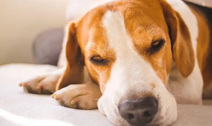 狗狗黑色素瘤治療