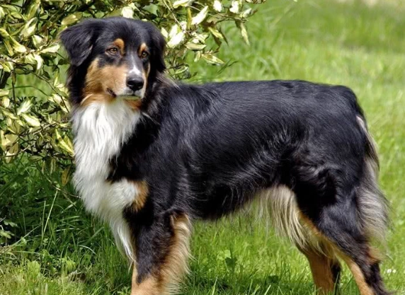 迷你澳洲牧羊犬性格