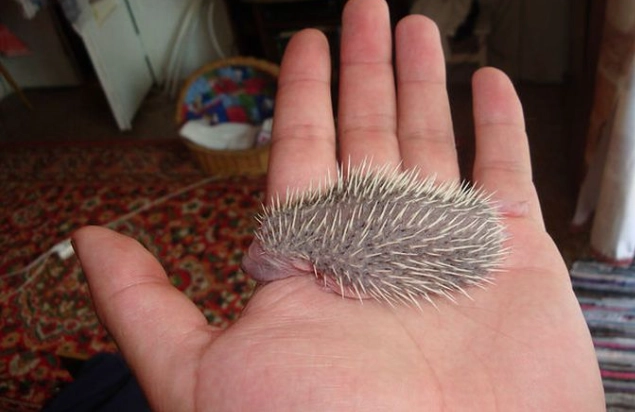 刺猬健康問題
