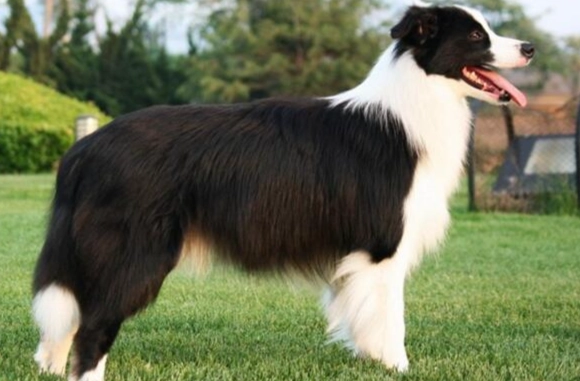 牧羊犬智商測試 牧羊犬智商測試