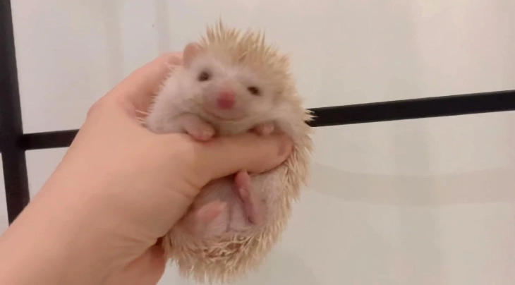 非洲迷你刺蝟價格