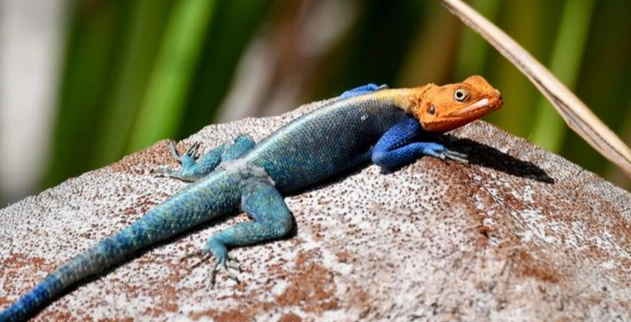 台灣特殊寵物飼養規定