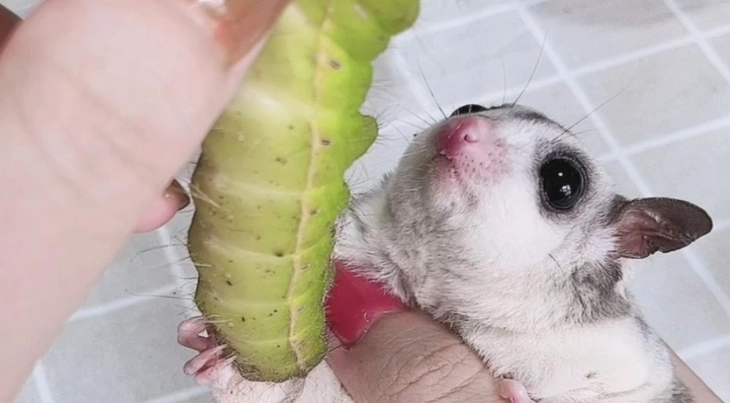蜜袋鼯餵食指南 蜜袋鼯餵食指南
