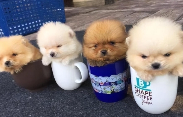 茶杯犬品種