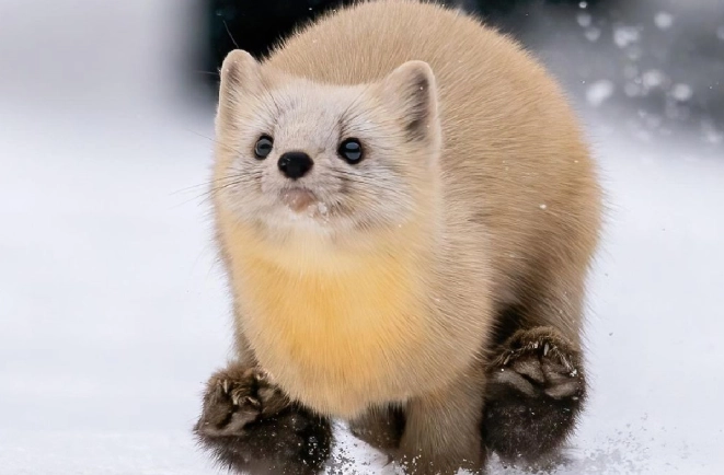 雪貂平均壽命 雪貂平均壽命