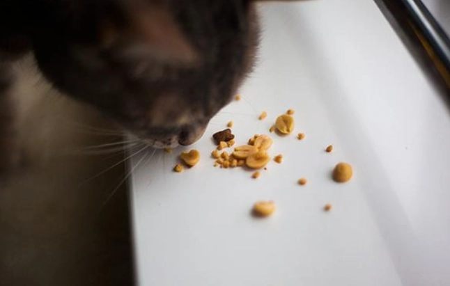 貓咪飲食紅蘿蔔 貓咪飲食紅蘿蔔