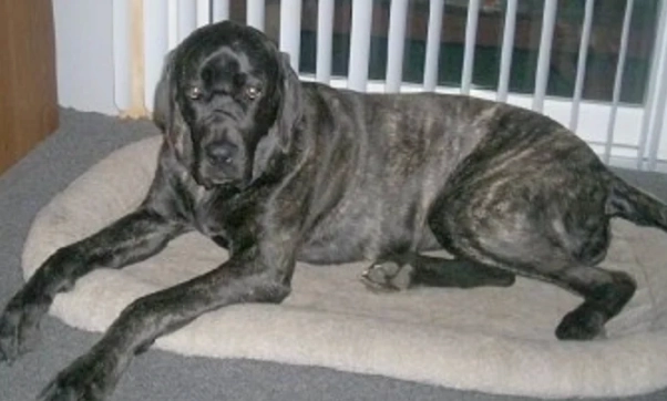 大型犬飼養技巧 大型犬飼養技巧