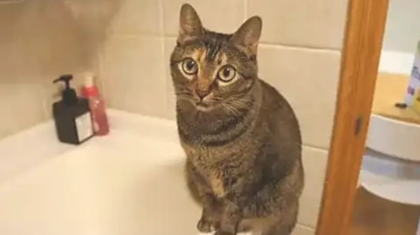 貓可以吃南瓜嗎安全