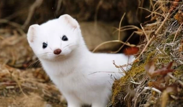 雪貂寵物優缺點