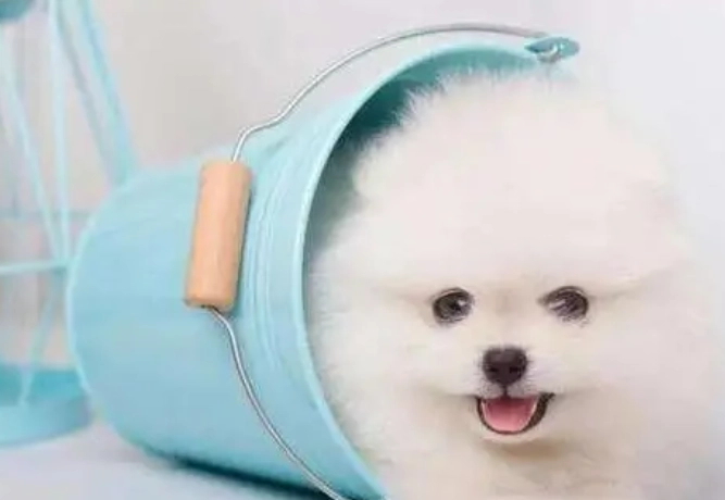 茶杯犬健康 茶杯犬健康