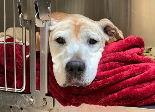 狗狗乳腺瘤手術