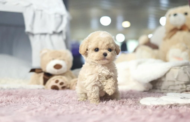 玩具貴賓犬缺點