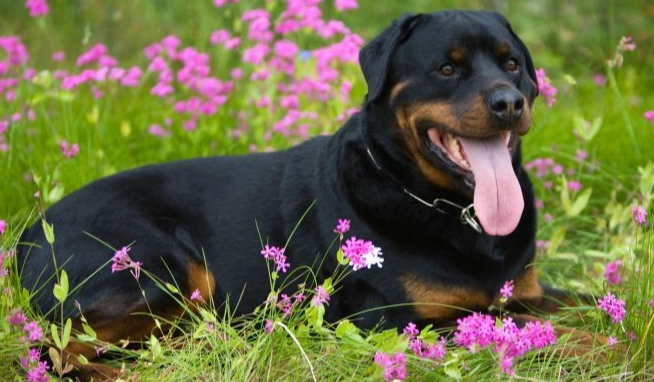 羅威納犬優缺點