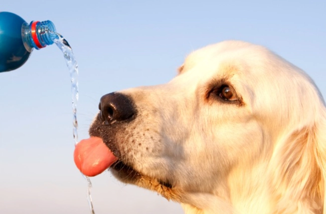 幼犬多飲多尿 幼犬多飲多尿