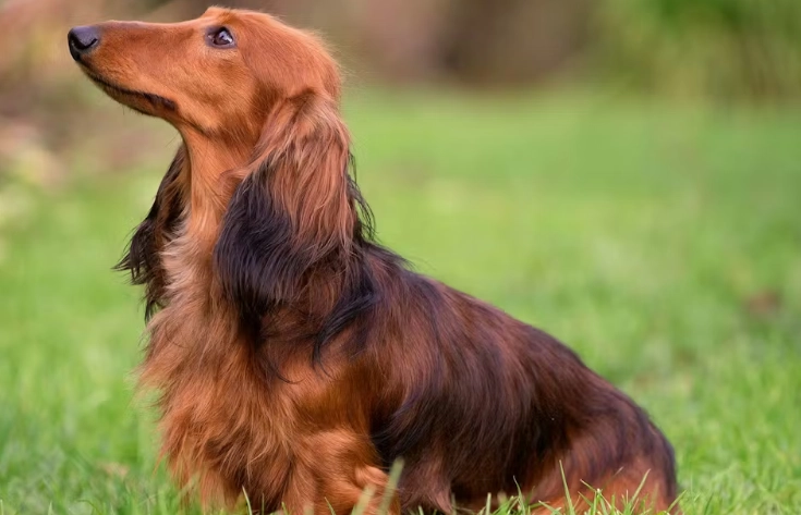 狗狗癱瘓症狀 狗狗癱瘓症狀