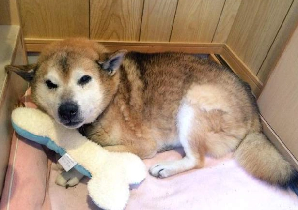 狗狗術後飲食照顧