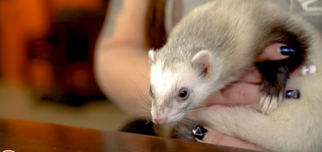 雪貂寵物優缺點