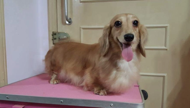 迷你犬健康問題