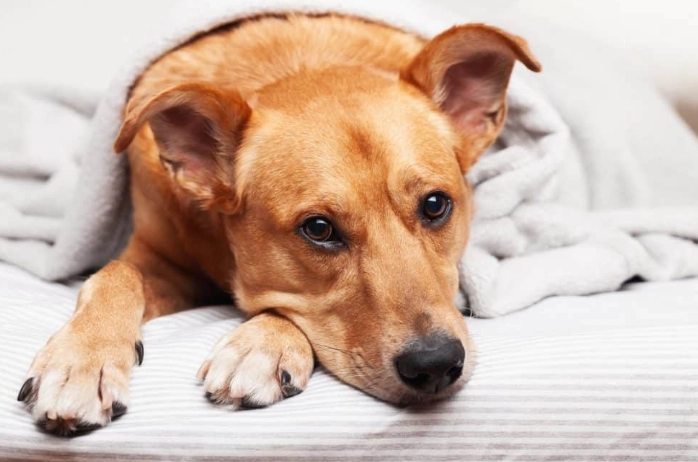 寵物腫瘤破裂處理