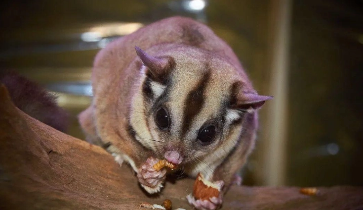 蜜袋鼯昆蟲飼料