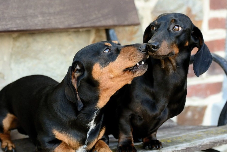 臘腸狗健康管理 臘腸狗健康管理