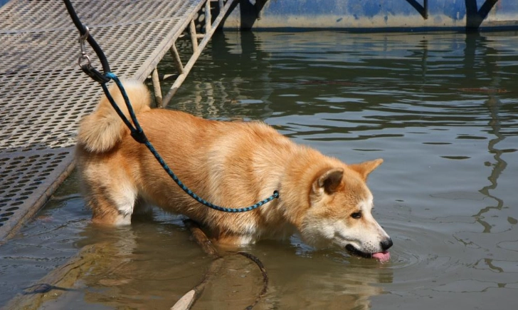 如何增加狗狗喝水量