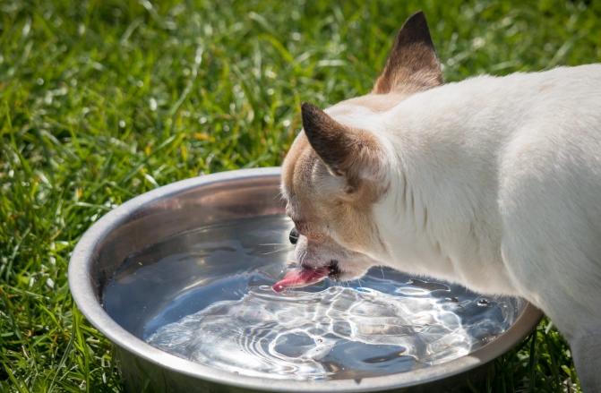 小狗健康問題 小狗健康問題