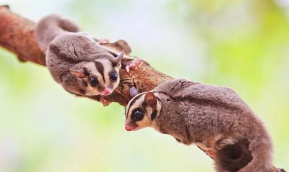 蜜袋鼯餵食禁忌