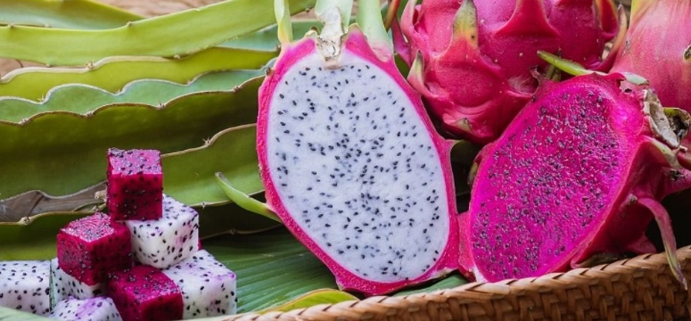 火龍果對蜜袋鼯影響 火龍果對蜜袋鼯影響