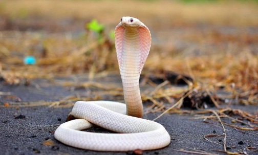 台灣農業部法規