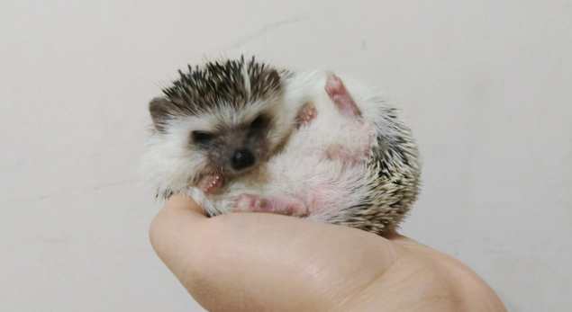 刺蝟飼養方法 刺蝟飼養方法