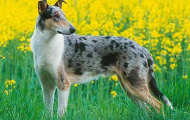 美國牧羊犬飼養 美國牧羊犬飼養