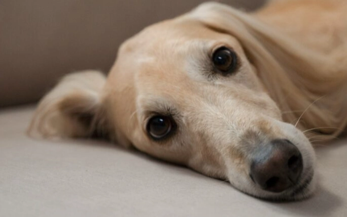 狗狗懶洋洋原因