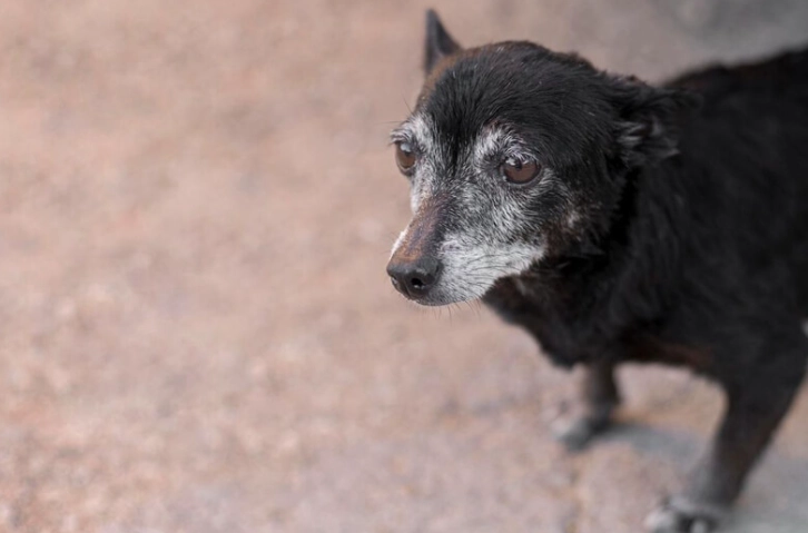 寵物腫瘤非手術治療