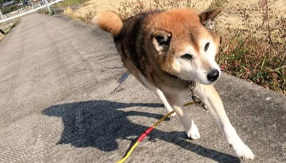 狗狗排尿頻率 狗狗排尿頻率