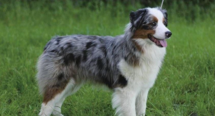 迷你澳洲牧羊犬性格